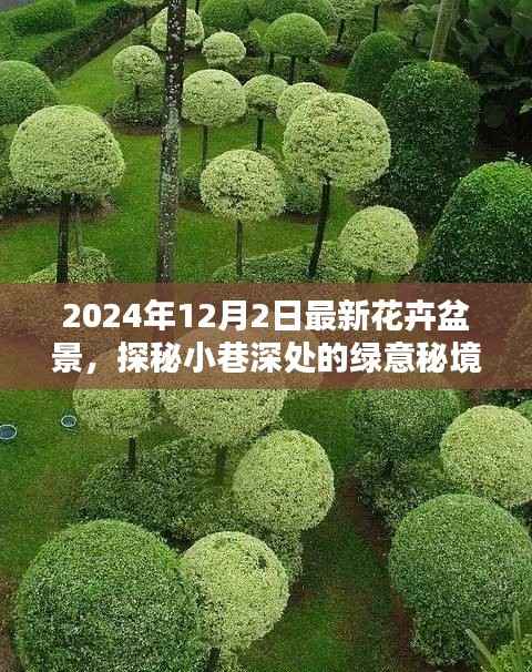 探秘绿意秘境，2024年最新花卉盆景的独特魅力与小巷深处的生机盎然