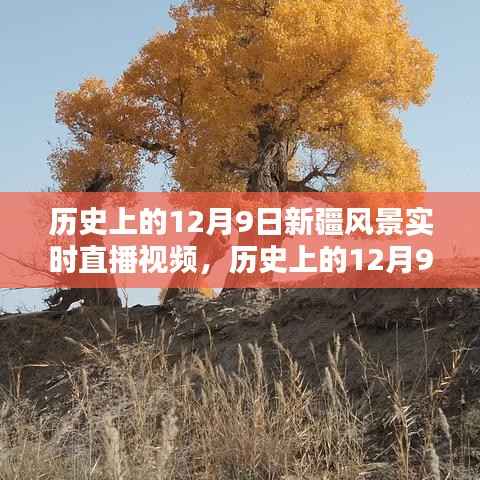 历史上的12月9日新疆风景实时直播全景攻略,从入门到进阶的观看体验