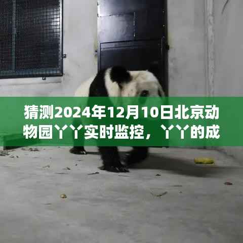 北京动物园丫丫的成长轨迹与学习变化,2024年实时监控展现自信闪耀动物园角落的旅程
