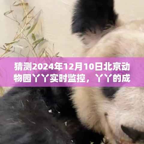 北京动物园丫丫的成长轨迹与学习变化,2024年实时监控展现自信闪耀动物园角落的旅程