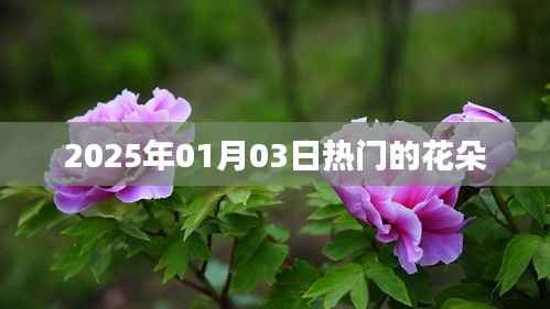 『2025年元旦后花朵流行趋势』