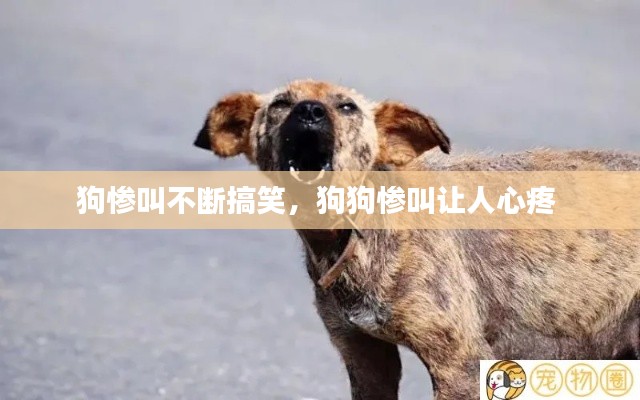 狗惨叫不断搞笑,狗狗惨叫让人心疼