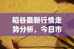 稻谷最新行情走势分析,今日市场动态揭秘