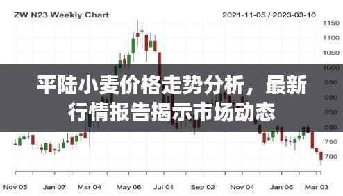 平陆小麦价格走势分析，最新行情报告揭示市场动态