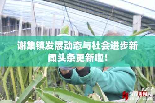 谢集镇发展动态与社会进步新闻头条更新啦!