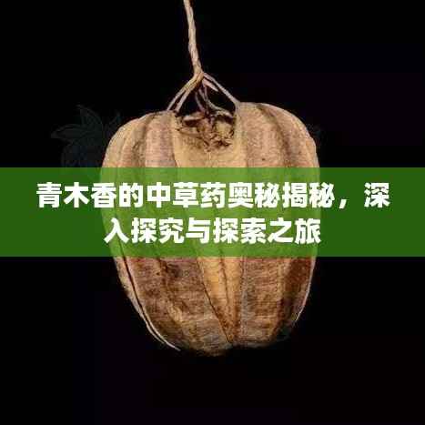 青木香的中草药奥秘揭秘,深入探究与探索之旅