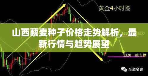 山西藜麦种子价格走势解析,最新行情与趋势展望