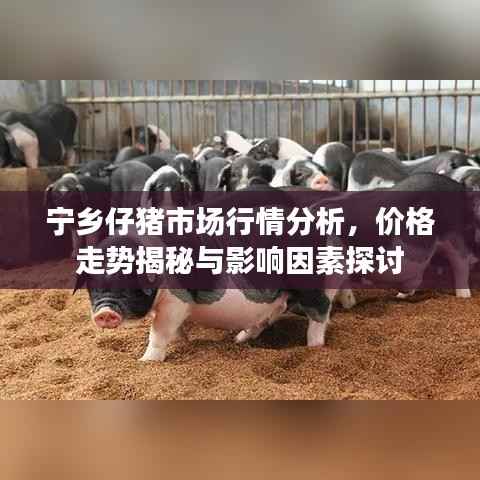 宁乡仔猪市场行情分析,价格走势揭秘与影响因素探讨